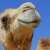 Camel Beauty Pageant Kicks Out 12 Animals for Botox